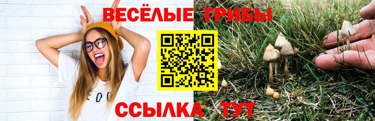 Псилоцибиновые грибы Cubensis  Вход с VPN  Сафоново 